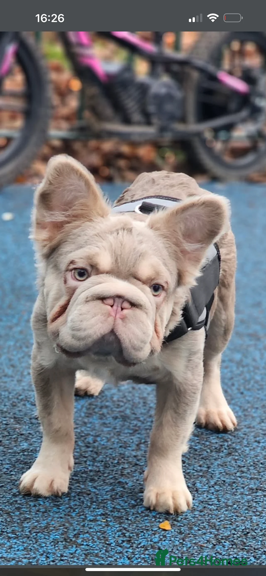 French Bulldog dogs for sale: Full fluffy French bulldog male 😍😍lilac tan  - Advert 7