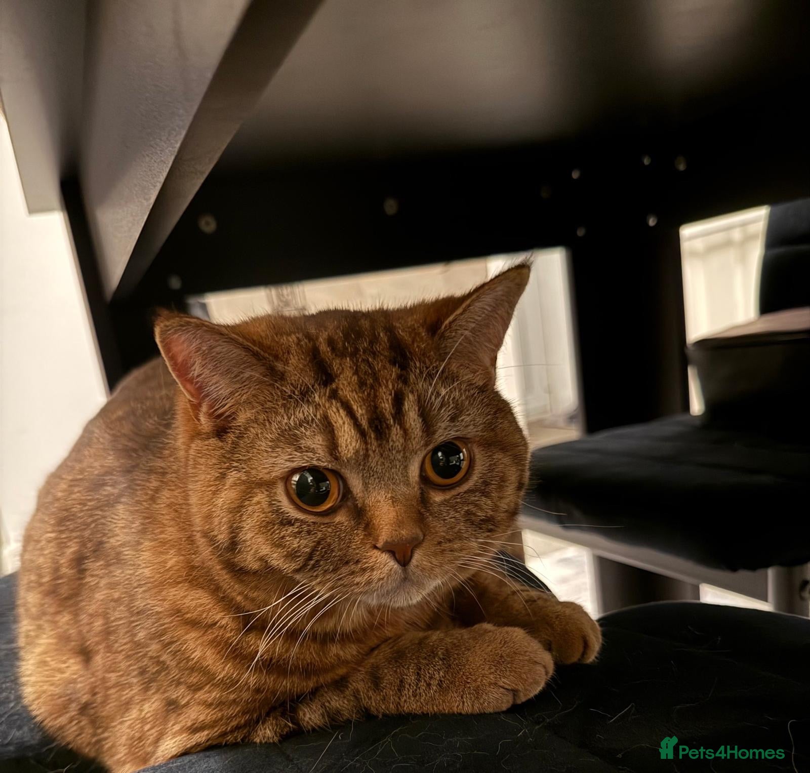 Scottish Fold cats My precious Milo - Scottish straight ear short 1yr - Advert 2