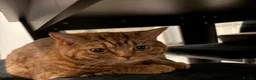Scottish Fold cats for sale: My precious Milo - Scottish straight ear short 1yr - Advert 1