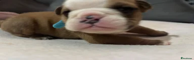 Blue collar English Bulldog 2