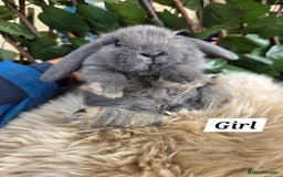 Mini Lop rabbits for sale: Pure bred Mini Lop Bunnies - Image 9