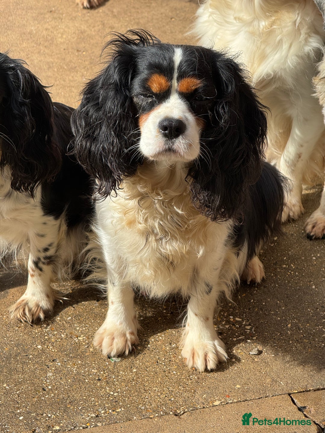 Cavapoo dogs for sale: 2 cheeky Male Cavapoo pups - Advert 1