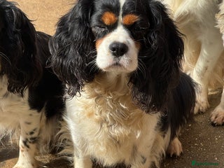 Cavapoo dogs 2 cheeky Male Cavapoo pups - Advert 1