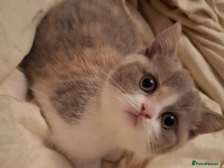 British Shorthair cats Purebred British Shorthair Kittens. Calico/Cream - Advert 18