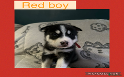 Siberian Husky dogs for sale: Siberian husky puppies - Image 12