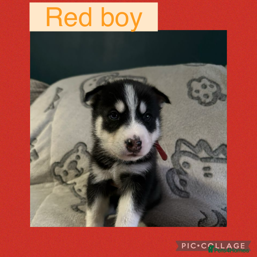 Siberian Husky dogs for sale: Siberian husky puppies - Image 12