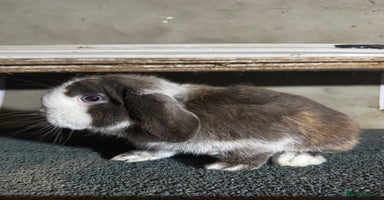 Mini Lop rabbits - Advert 12
