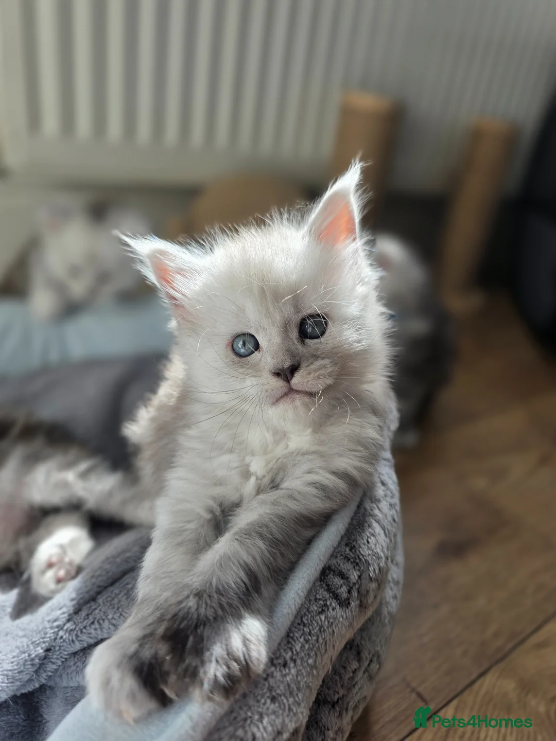 Maine Coon cats for sale:  Maine Coon Kittens Looking for Loving Homes!   - Advert 1