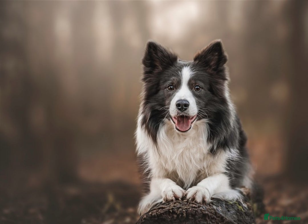 Border Collie dogs for stud: *PROVEN* Blue and White Border Collie Stud in Stoke-on-Trent - Image 3