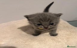 British Shorthair cats for sale: READY NOW!!Pedigree British Short Hair Kittens - Image 10