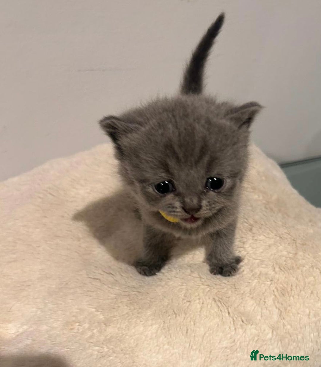 British Shorthair cats for sale: READY NOW!!Pedigree British Short Hair Kittens - Image 10
