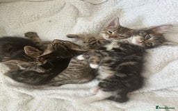 Mixed Breed cats for sale: KITTENS FOR SALE -READY TO LEAVE ON THE 5th 200£ - Image 10