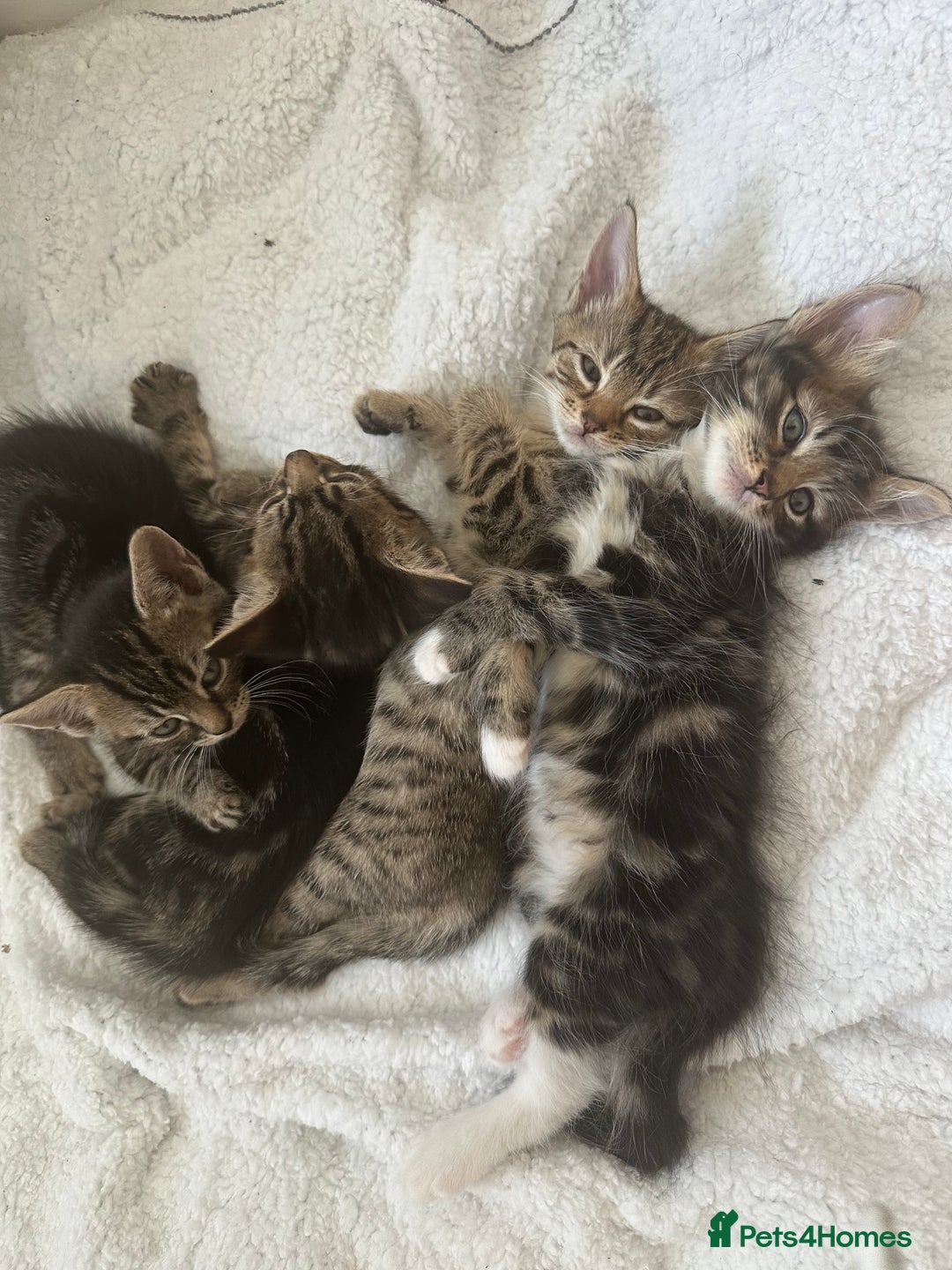 Mixed Breed cats for sale: KITTENS FOR SALE -READY TO LEAVE ON THE 5th 200£ - Image 10