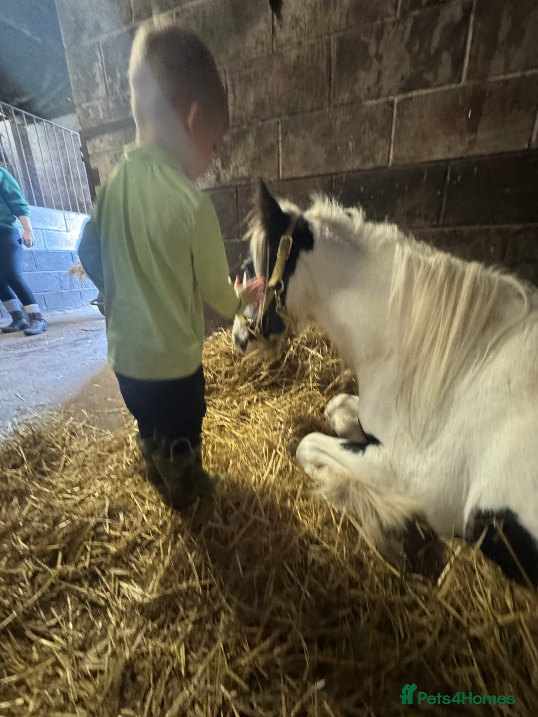 Irish Cob horses for sale: Buddy - Image 5