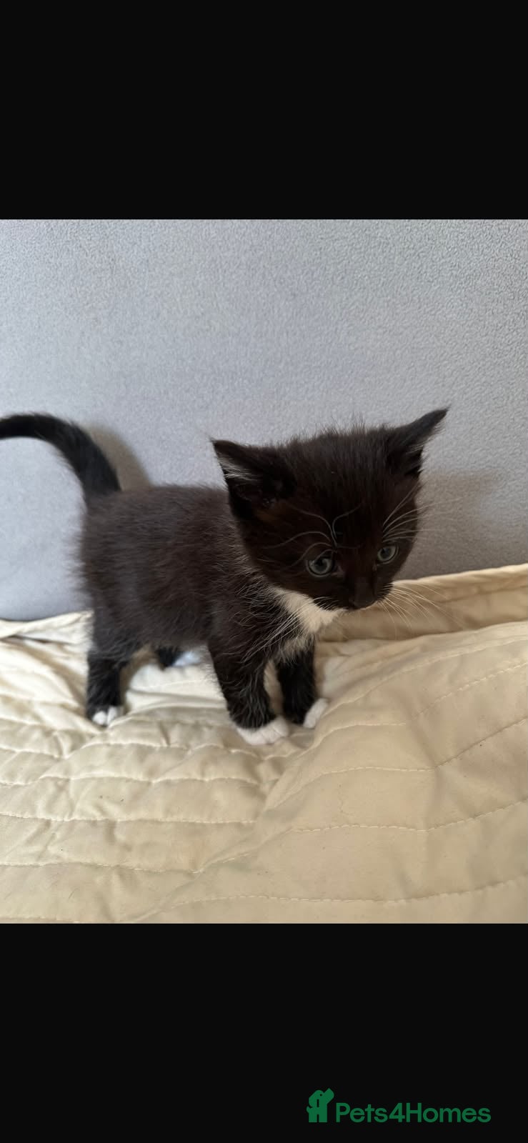 Mixed Breed cats for sale: Mixed breed kittens  in Derby - Advert 2