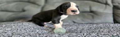 Great Dane 5