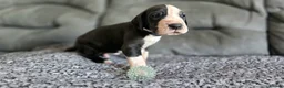 Great Dane dogs for sale: Exceptional Great Dane puppies 🐶  - Advert 12