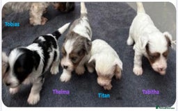 Biewer Terrier dogs for sale: 4 Biewer Terrier Puppies for Sale in Cheshire  - Image 2