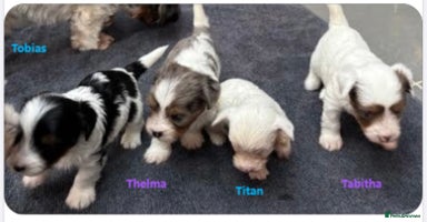 Biewer Terrier dogs - Advert 15