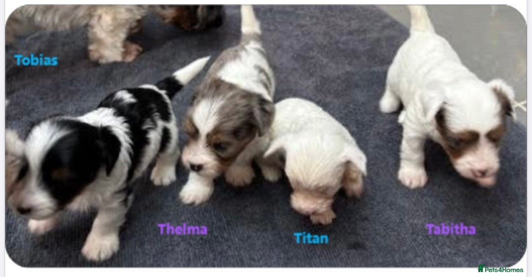 Biewer Terrier dogs for sale: 4 Biewer Terrier Puppies for Sale in Cheshire  - Image 2