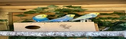 Budgerigars birds for sale: Adult violet rainbow budgies  - Advert 2