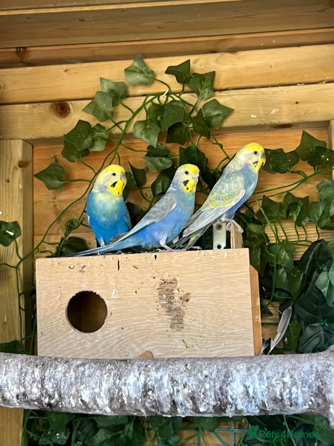 Budgerigars birds for sale: Adult violet rainbow budgies  - Advert 2