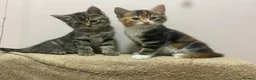 Mixed Breed cats for sale: Two playful, cheeky girls  - Advert 3