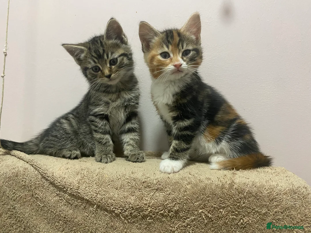 Mixed Breed cats for sale: Two playful, cheeky girls  - Advert 3