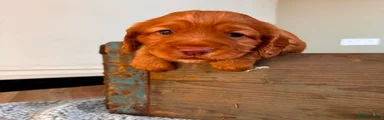 Gloria