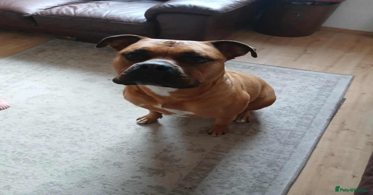 Dog training Boerboel Puppies for sale | Pets4Homes
