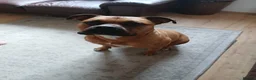 Boerboel dogs for sale: Boerboel for Rehoming in Kettering - Advert 1