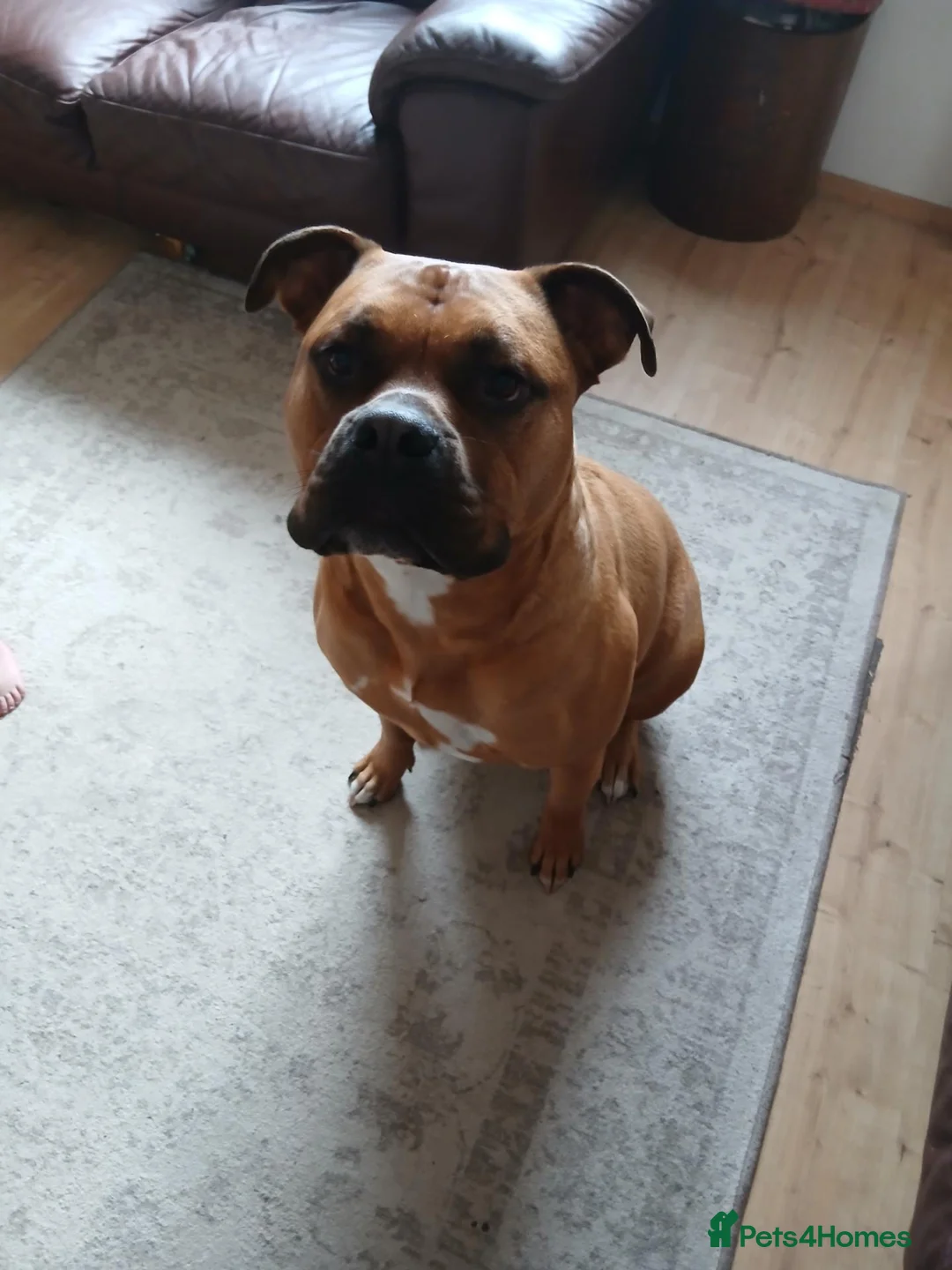 Boerboel dogs for sale: Boerboel for Rehoming in Kettering - Advert 1