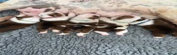 English Bulldog dogs for sale: KC British Bulldog Puppies - Advert 8