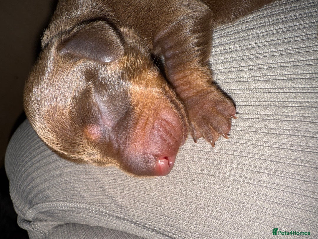 Dachshund dogs for sale: Miniature dachshund puppies  - Image 11