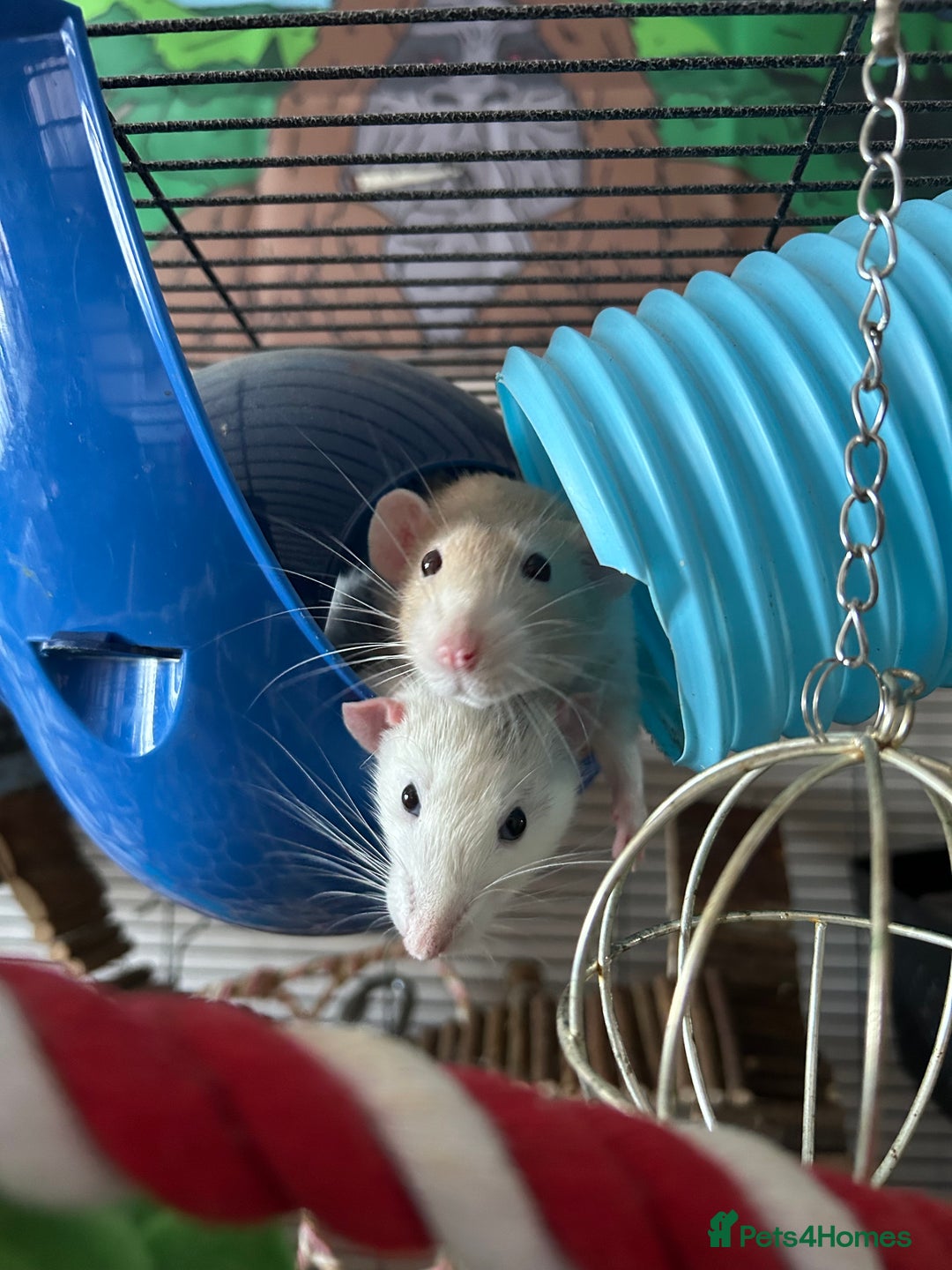 Rat rodents for sale: 3 male rats  - Image 8