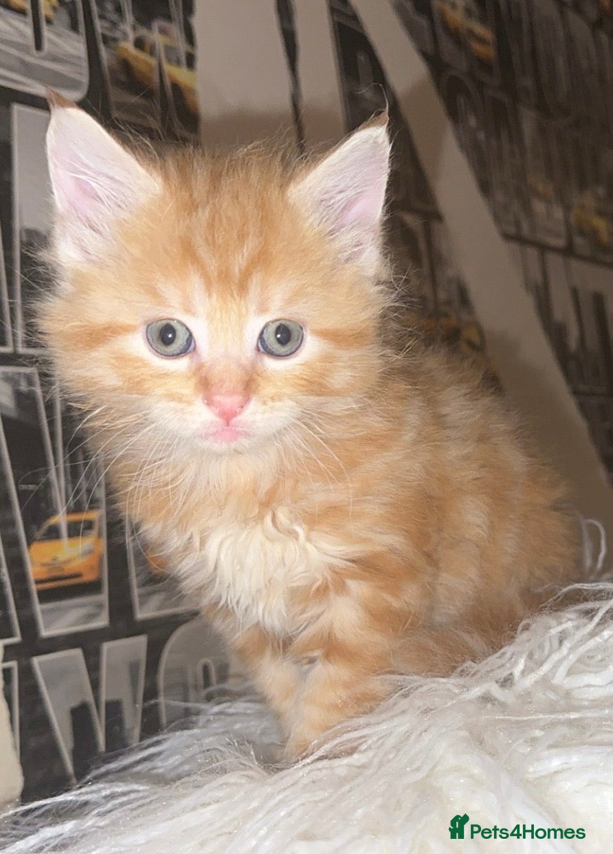 Mixed Breed cats for sale: Final boy ready to leave now!!🐾 - Advert 2