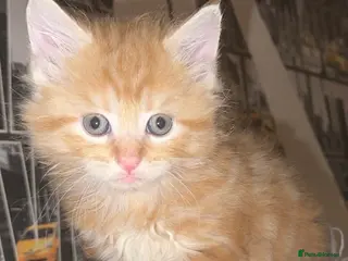 Mixed Breed cats for sale: Final boy ready to leave now!!🐾 - Advert 2