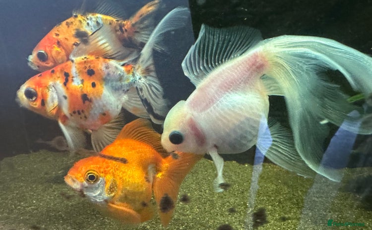 Fancy Goldfish fish - Advert 10