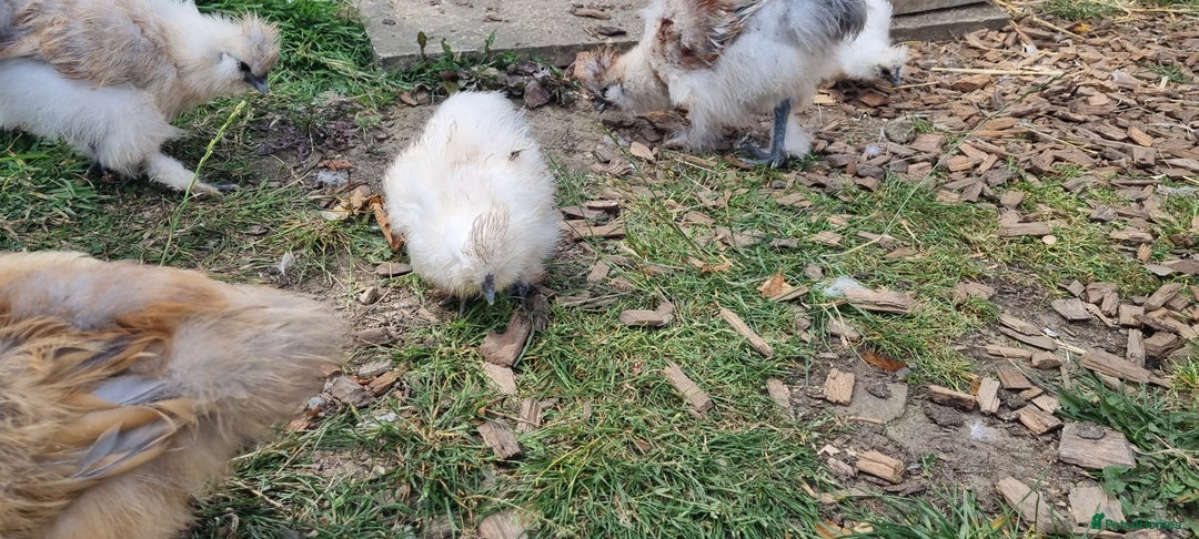 Chickens poultry for sale: Bearded Silkie (8-10 weeks) - Image 4