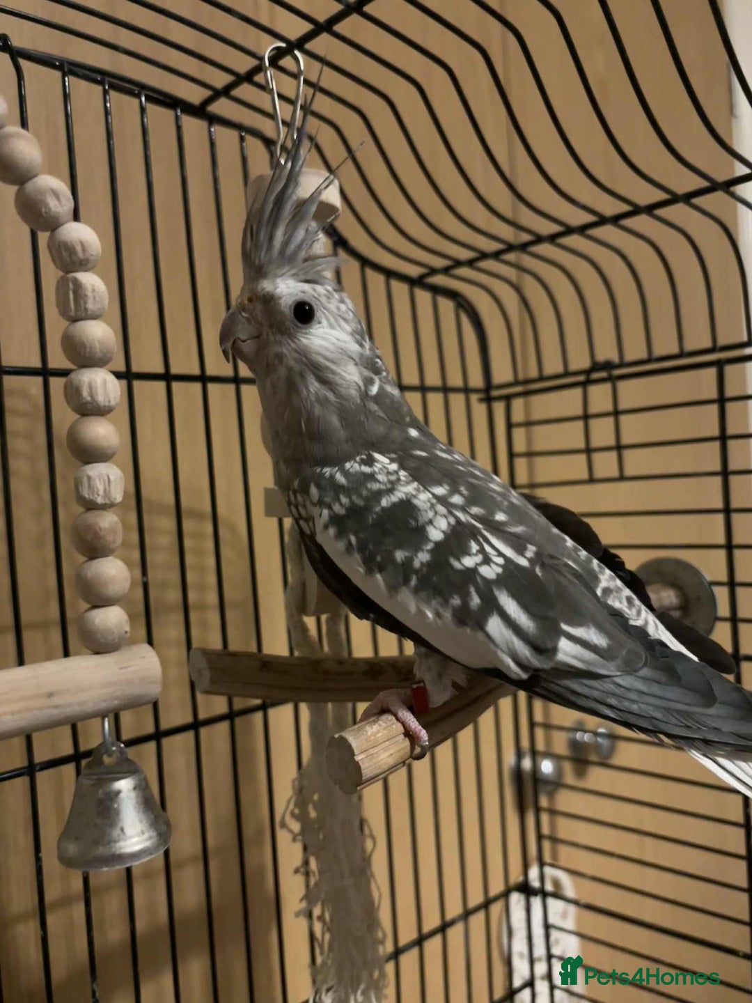 Cockatiels birds for sale: Cockatiel for rehoming  - Image 3