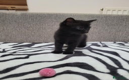 Mixed Breed cats for sale: Beautiful Tabbies and Black kittens - Image 5