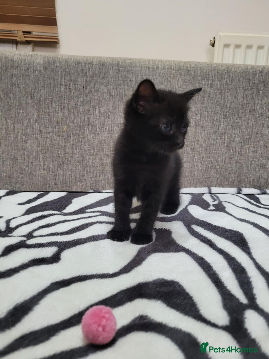 Mixed Breed cats for sale: Beautiful Tabbies and Black kittens - Image 5