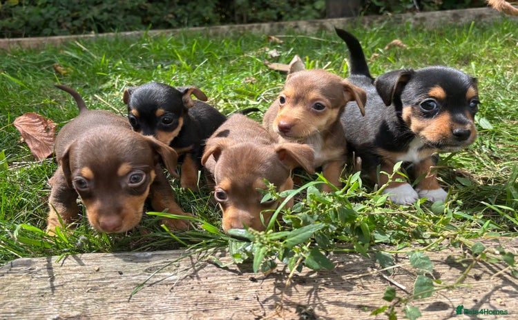 Mixed Breed dogs - Advert 4