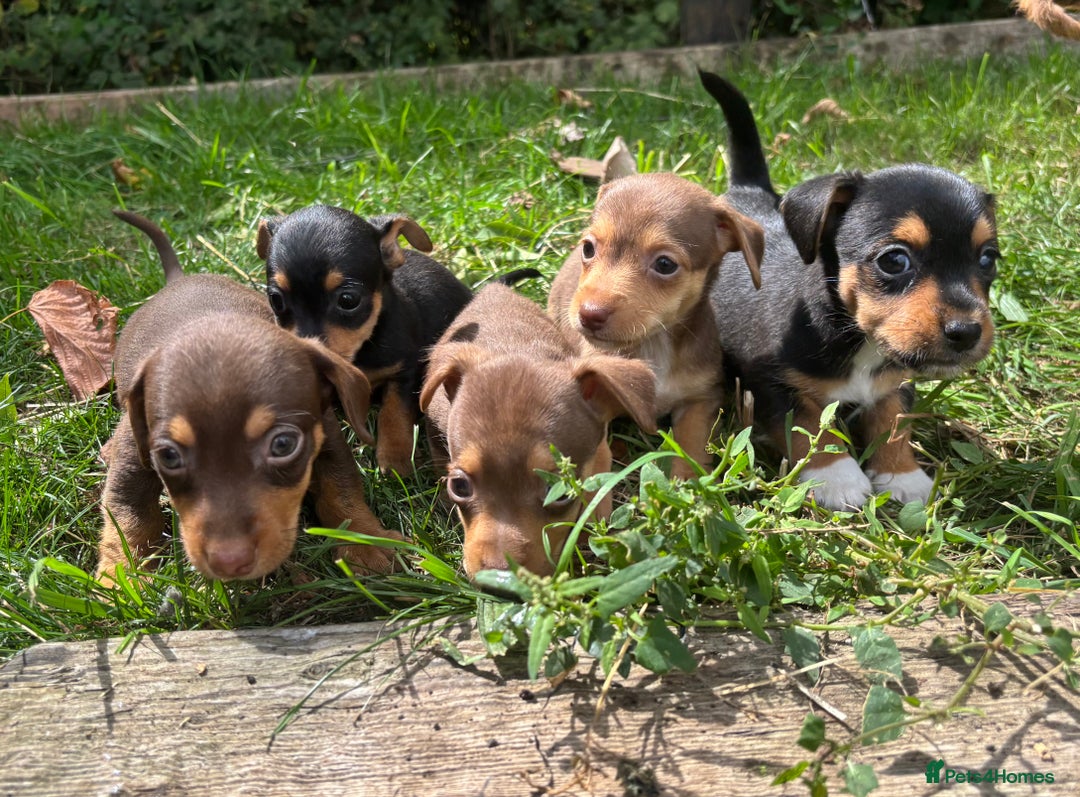 Mixed Breed dogs for sale: Mini Jack Russell X daxijack - Image 1