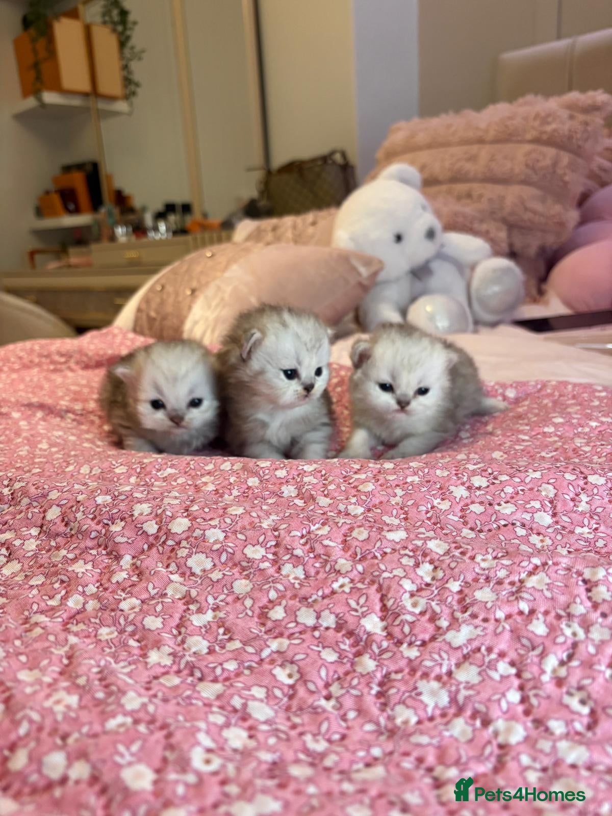 Persian cats Pure Persian silver chinchilla - Advert 3
