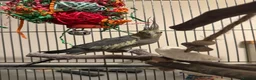 Cockatiels birds for sale: Beautiful 18 Month Old Cockatiel and Setup - Advert 5