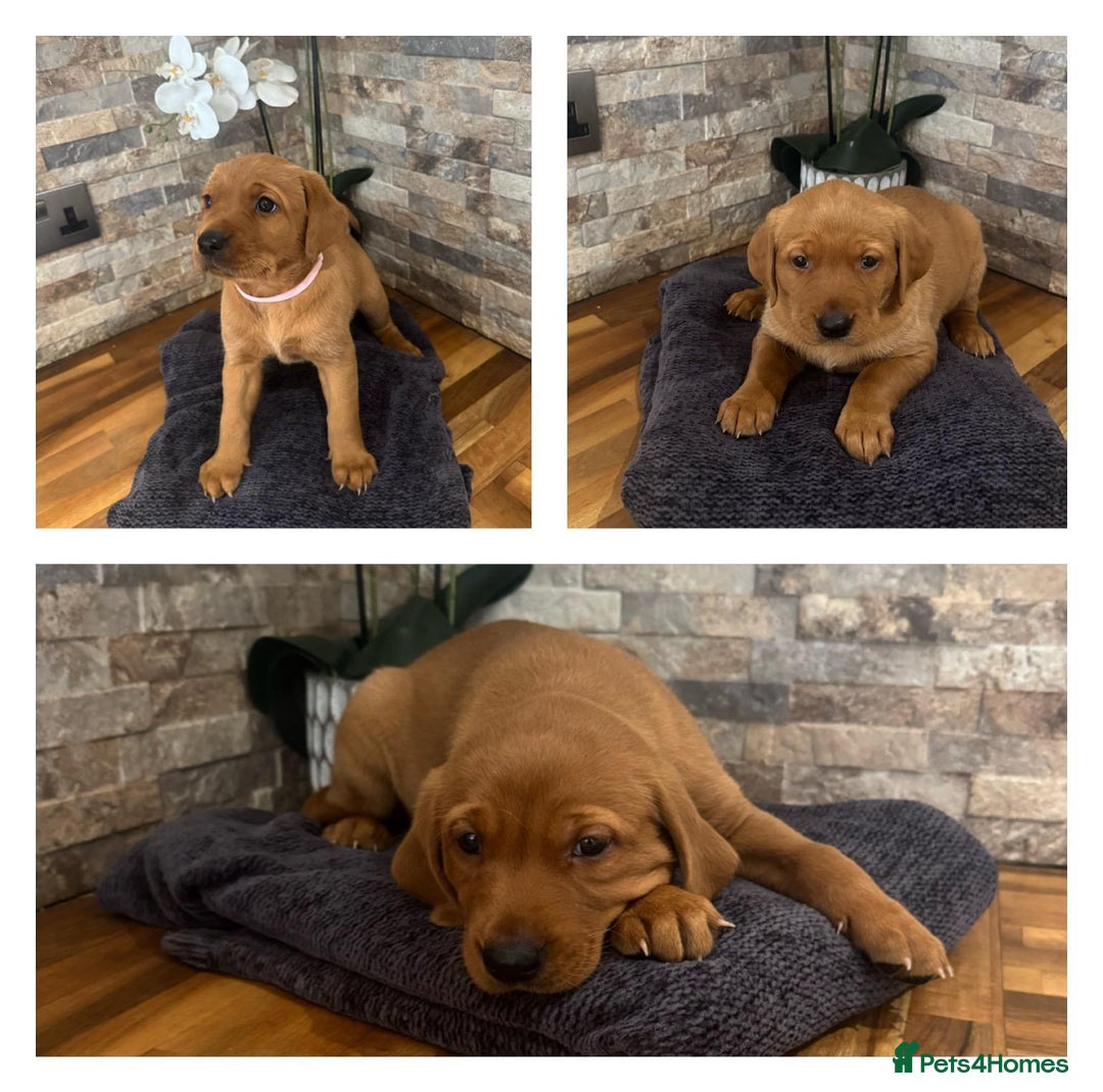Labrador Retriever dogs for sale: Red Labrador puppies  - Image 6