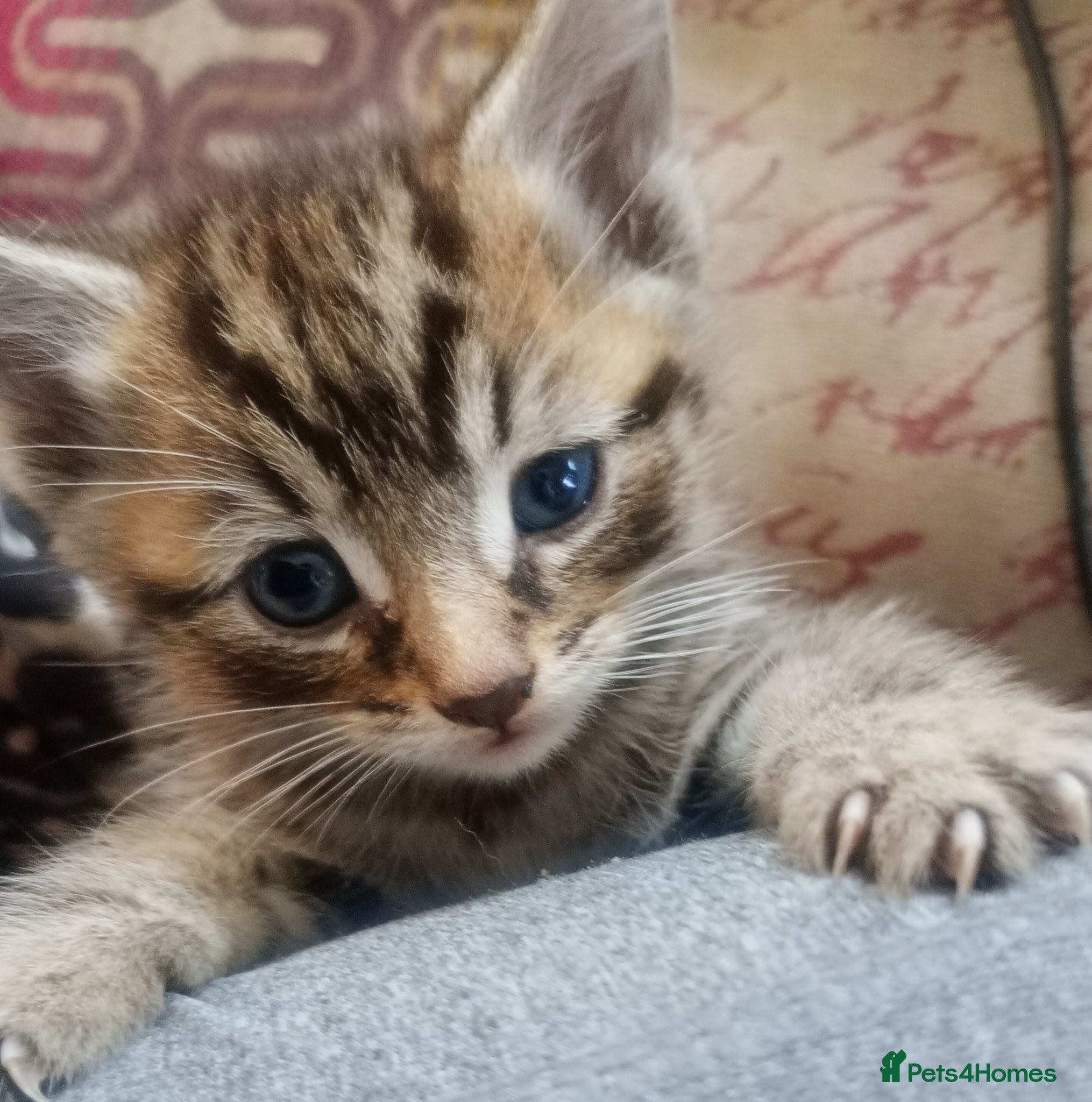 Mixed Breed cats ORIENTAL BENGAL X MAU KITTENS READY NOW! 1 OF EACH - Advert 13
