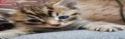Mixed Breed cats for sale: ORIENTAL BENGAL X MAU KITTENS READY NOW! 1 OF EACH - Advert 1