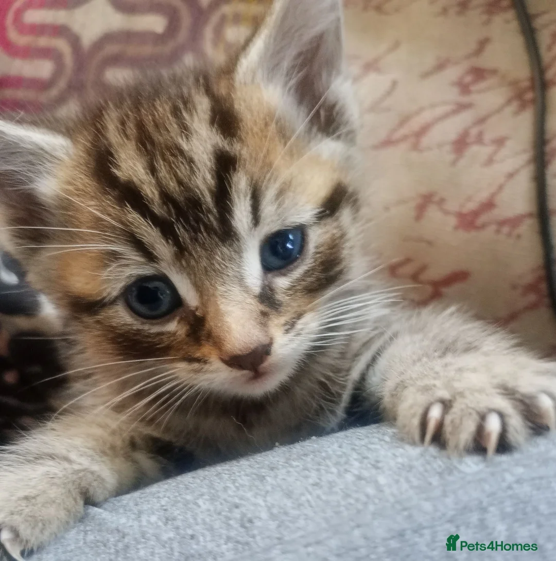 Mixed Breed cats for sale: ORIENTAL BENGAL X MAU KITTENS READY NOW! 1 OF EACH - Advert 1